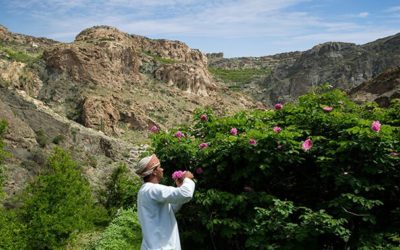 Jebel Akhdar – The Cool and green mountain including Nizwa