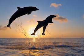 DOLPHIN WATCHING -2 HRS TOUR